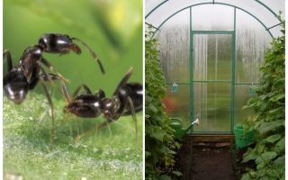 Comment traiter les fourmis dans les remèdes populaires à effet de serre