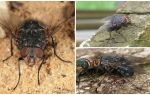 Description et photo d'une mouche bleue