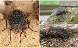 Description et photo d'une mouche bleue