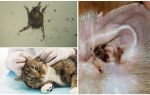 Symptômes et traitement des acariens de l'oreille chez le chat