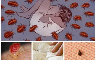 Quels rêves de punaises dans un rêve