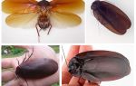 Les cafards volent-ils et ont-ils des ailes?