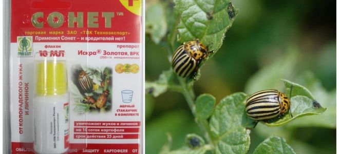 Le remède contre le doryphore de la pomme de terre Sonnet