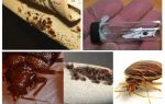 Où les insectes peuvent vivre et peuvent-ils disparaître