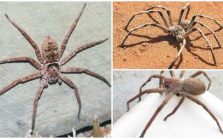 Araignée géante