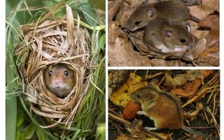 Souris des forêts