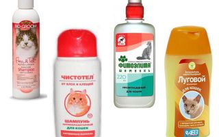 Les meilleurs shampooings aux puces