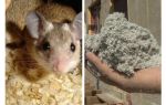 Quel type d'isolation ne mange pas de souris