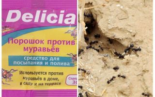 Fourmis Delicia Poudre