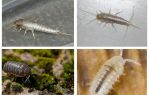 Quels rêves woodlice