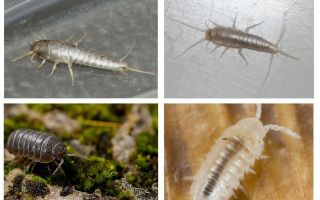 Quels rêves woodlice