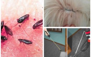 D'où viennent les puces et comment se débarrasser d'un appartement ou d'une maison privée