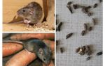 Comment traiter les rats dans une maison privée