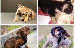 Comment se débarrasser des puces chez un chiot