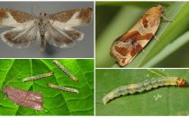 Comment traiter le ver de la feuille sur les arbres fruitiers