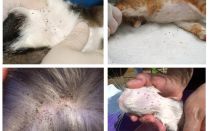 Comment se débarrasser des puces chez un chaton à la maison