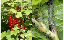 Comment se débarrasser des pucerons sur les groseilles