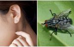 Comment obtenir une mouche de votre oreille à la maison