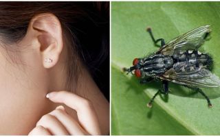 Comment obtenir une mouche de votre oreille à la maison