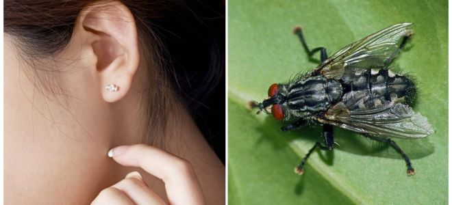Comment obtenir une mouche de votre oreille à la maison