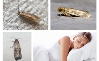 Quel rêve papillon