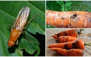 Comment se débarrasser des mouches à carottes