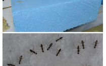 Fourmis, penoplex et mousse