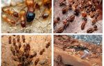 Qui sont les termites