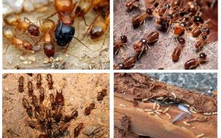 Qui sont les termites