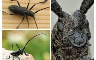 Grand et petit barbeau en épicéa noir