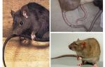 Pourquoi la queue de rat
