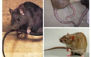 Pourquoi la queue de rat