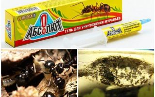 Absolut des fourmis