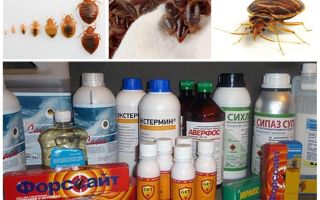 Poison pour les punaises à la maison
