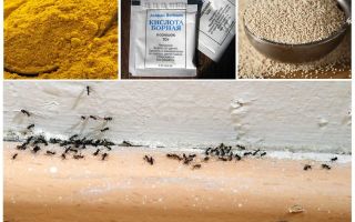 Fonds provenant des fourmis dans la maison du pays