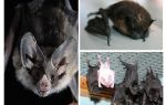 Comment se débarrasser des chauves-souris à la maison