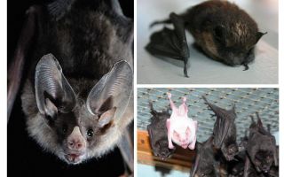 Comment se débarrasser des chauves-souris à la maison