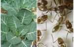 Comment sauver le chou des fourmis
