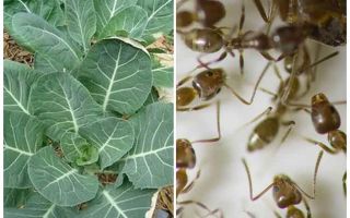 Comment sauver le chou des fourmis