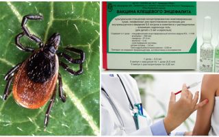 Vaccin contre l'encéphalite à tiques