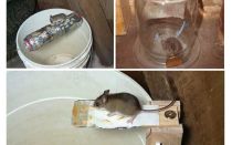 Comment faire une souricière avec vos propres mains
