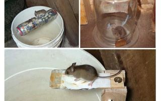 Comment faire une souricière avec vos propres mains