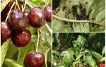 Comment se débarrasser des pucerons sur les cerises et les cerises