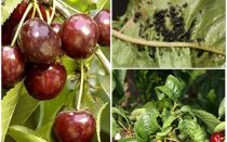 Comment se débarrasser des pucerons sur les cerises et les cerises