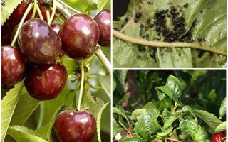 Comment se débarrasser des pucerons sur les cerises et les cerises