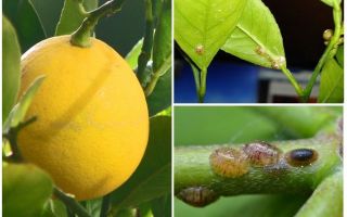 Comment traiter le bouclier sur un citron