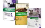 Gouttes aux puces Advantage pour les chats