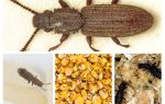 Comment se débarrasser du suriname mucoed dans la cuisine