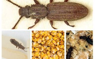 Comment se débarrasser du suriname mucoed dans la cuisine