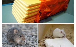 Que les souris mangent de la penoplex